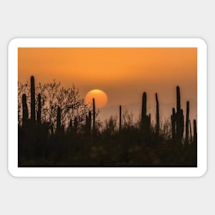 Saguaro Cactus At Sunset Sticker